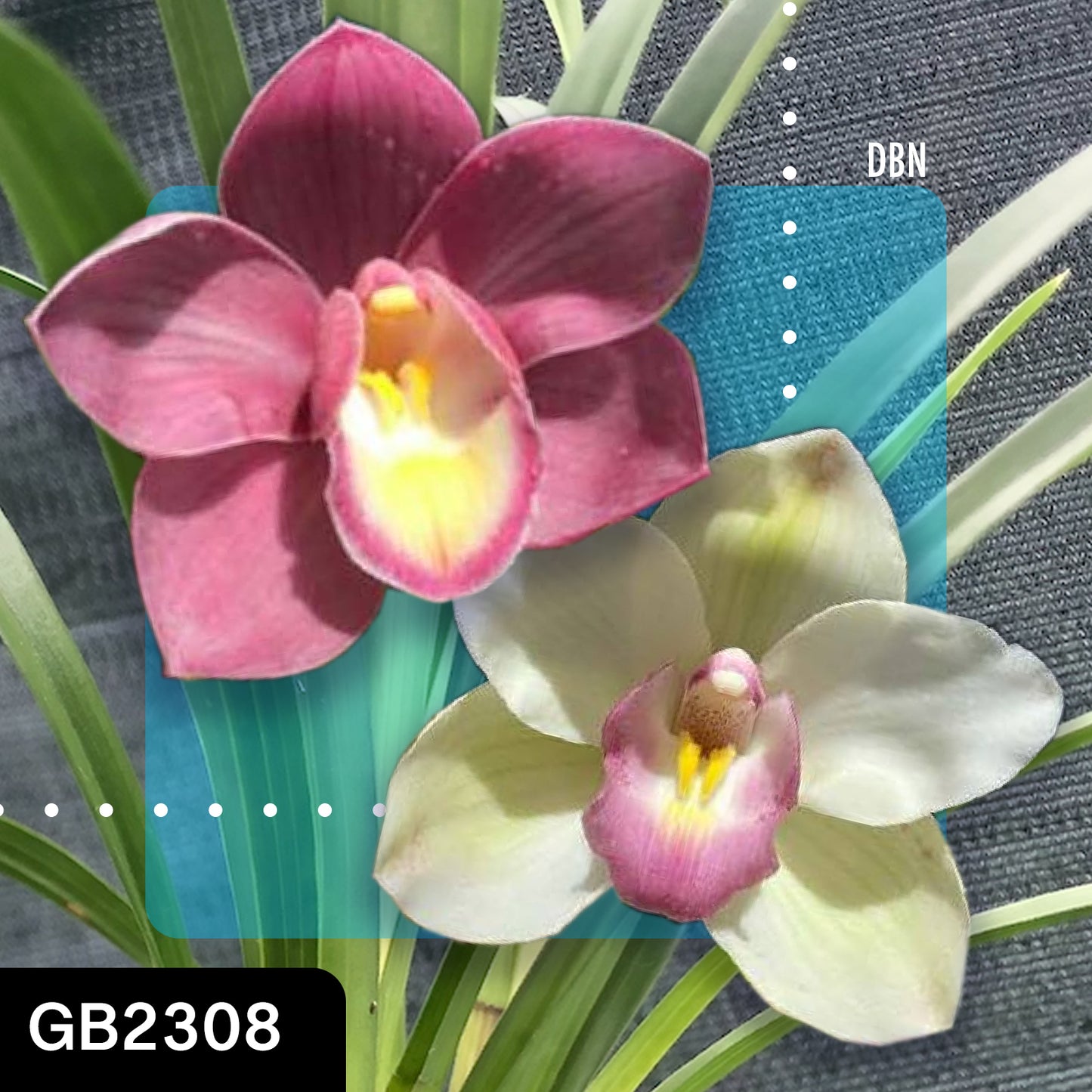 Cymbidium hybrid - Orchid - Greg Bryant Crosses 68mm Pot Seedlings 2nd Growth