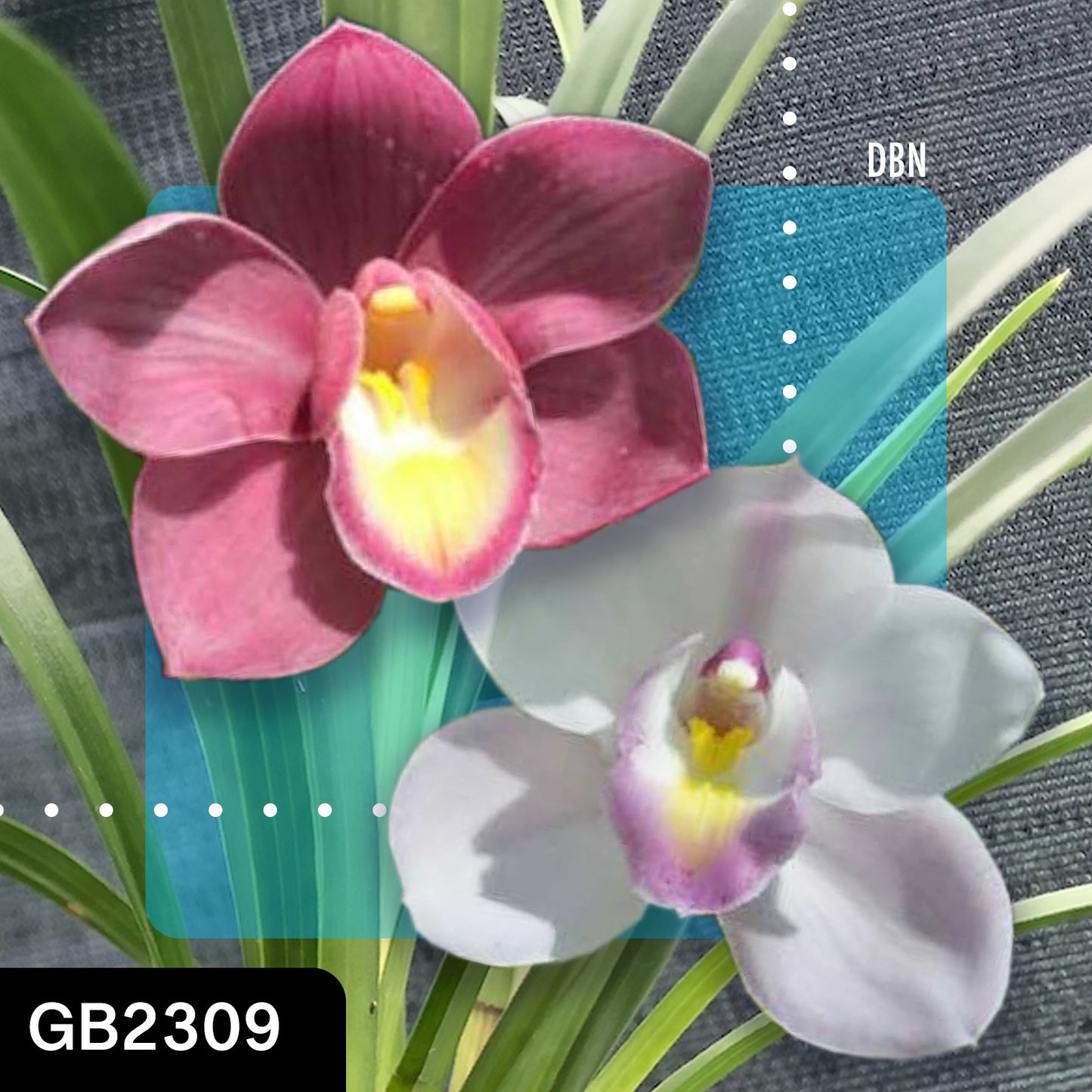 Cymbidium hybrid - Orchid - Greg Bryant Crosses 68mm Pot Seedlings 2nd Growth
