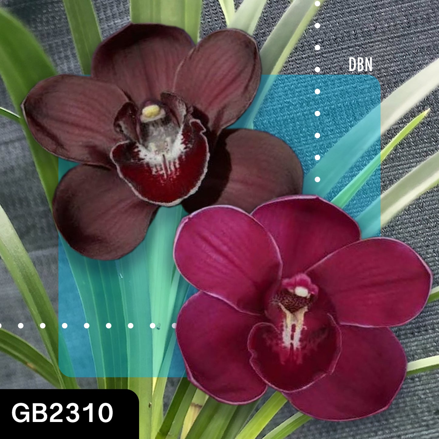 Cymbidium hybrid - Orchid - Greg Bryant Crosses 68mm Pot Seedlings 2nd Growth