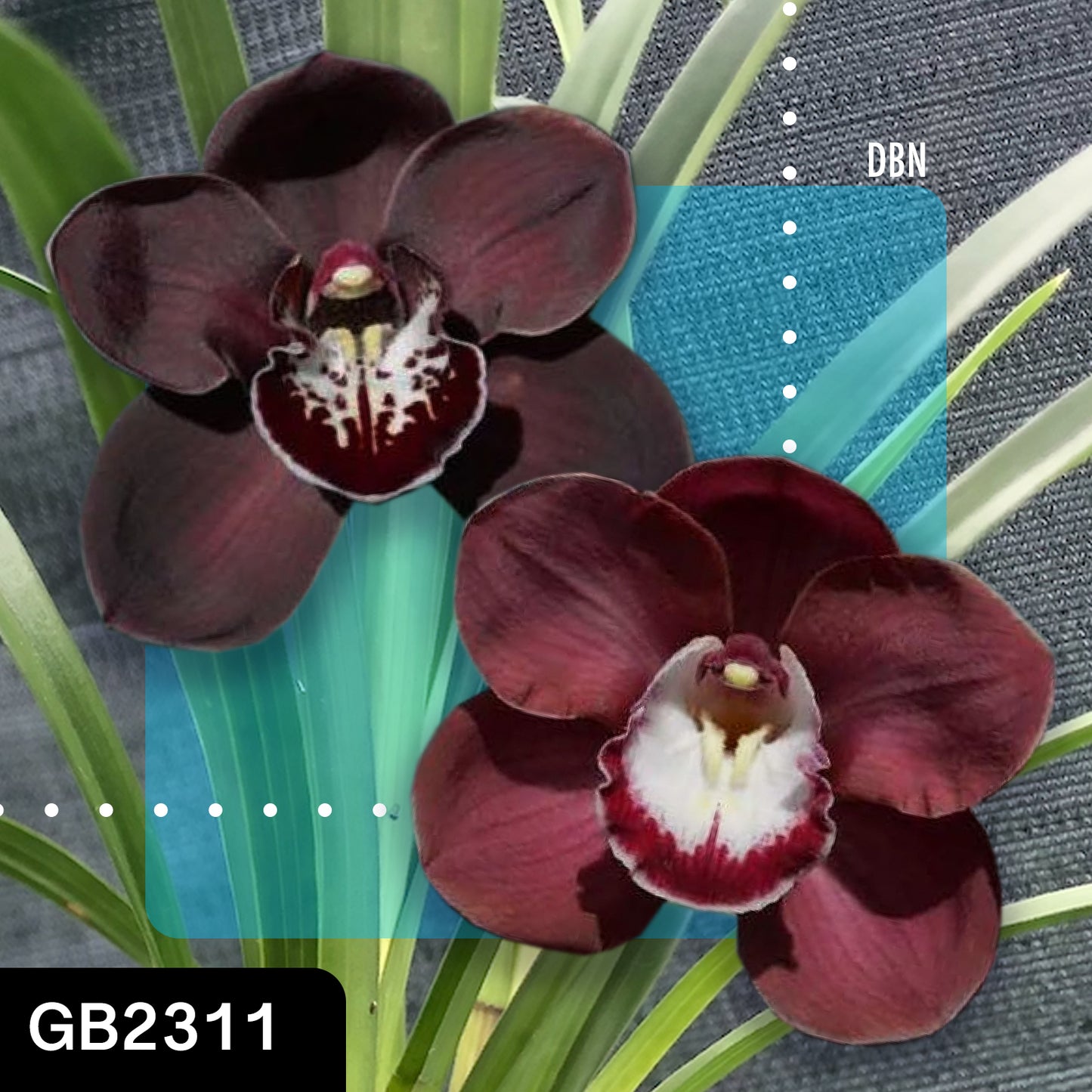 Cymbidium hybrid - Orchid - Greg Bryant Crosses 68mm Pot Seedlings 2nd Growth