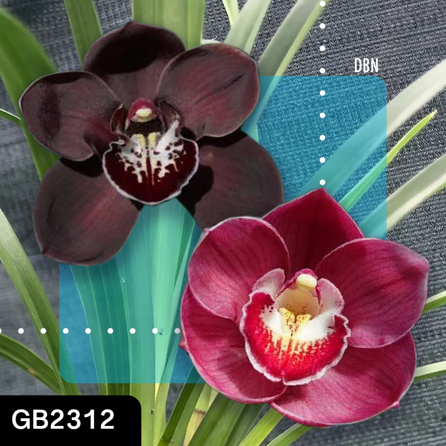 Cymbidium hybrid - Orchid - Greg Bryant Crosses 68mm Pot Seedlings 2nd Growth