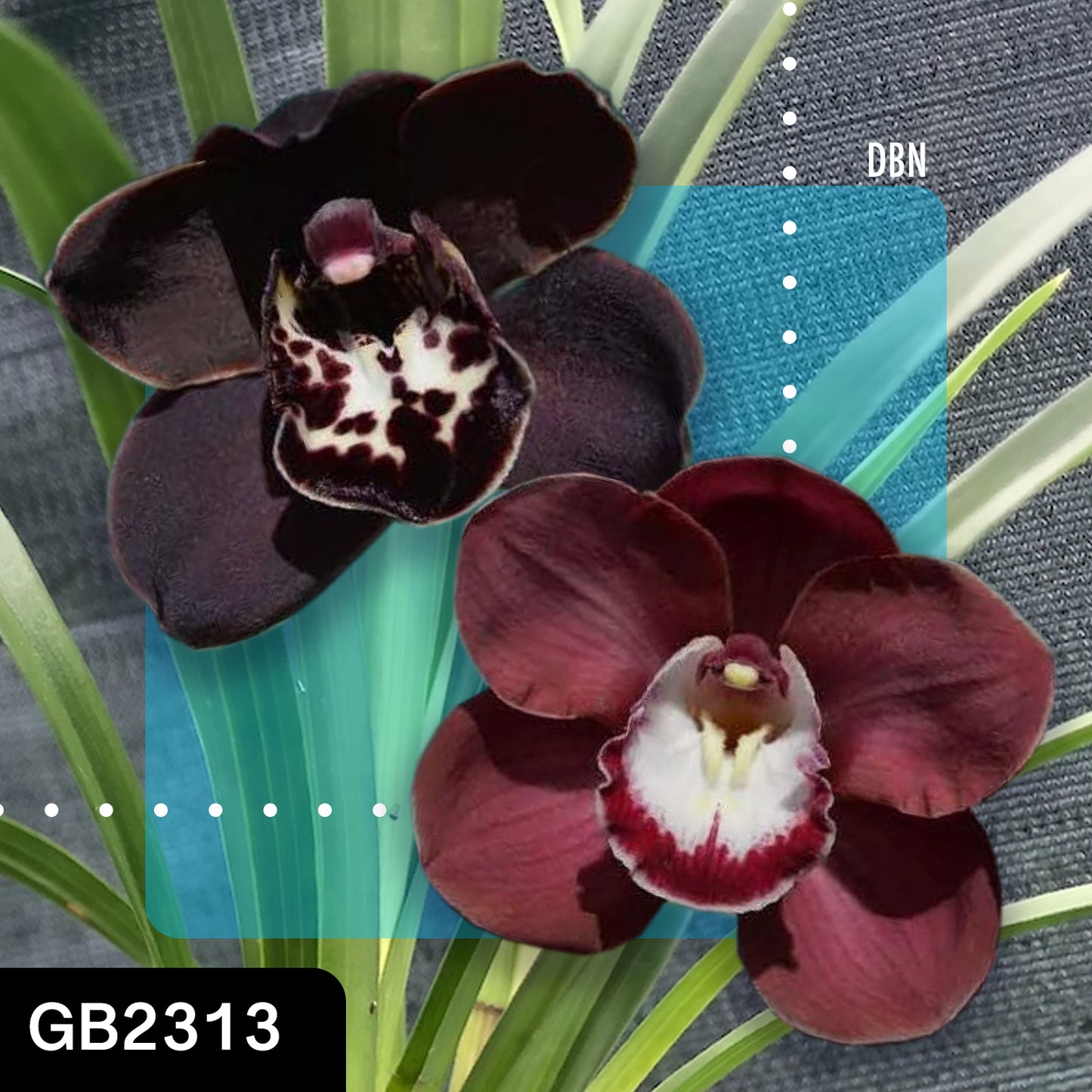 Cymbidium hybrid - Orchid - Greg Bryant Crosses 68mm Pot Seedlings 2nd Growth