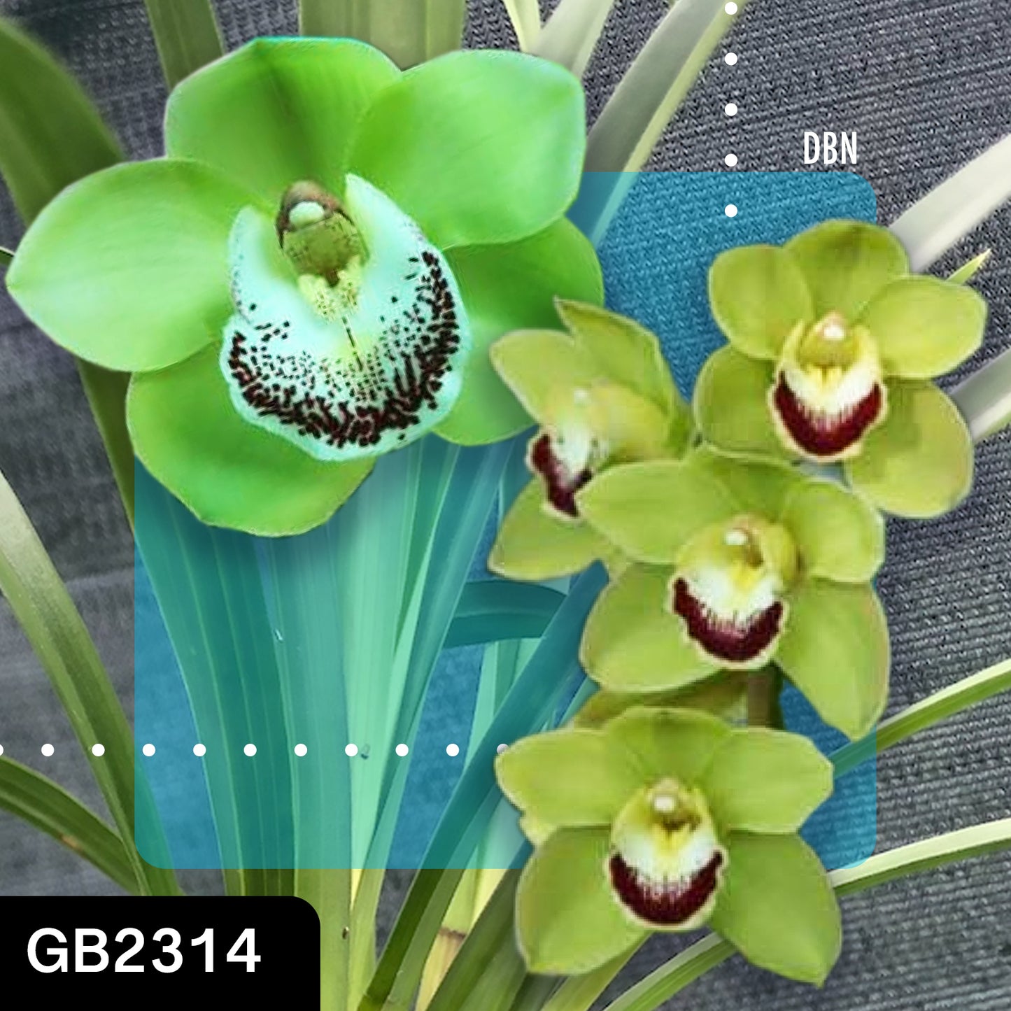 Cymbidium hybrid - Orchid - Greg Bryant Crosses 68mm Pot Seedlings 2nd Growth