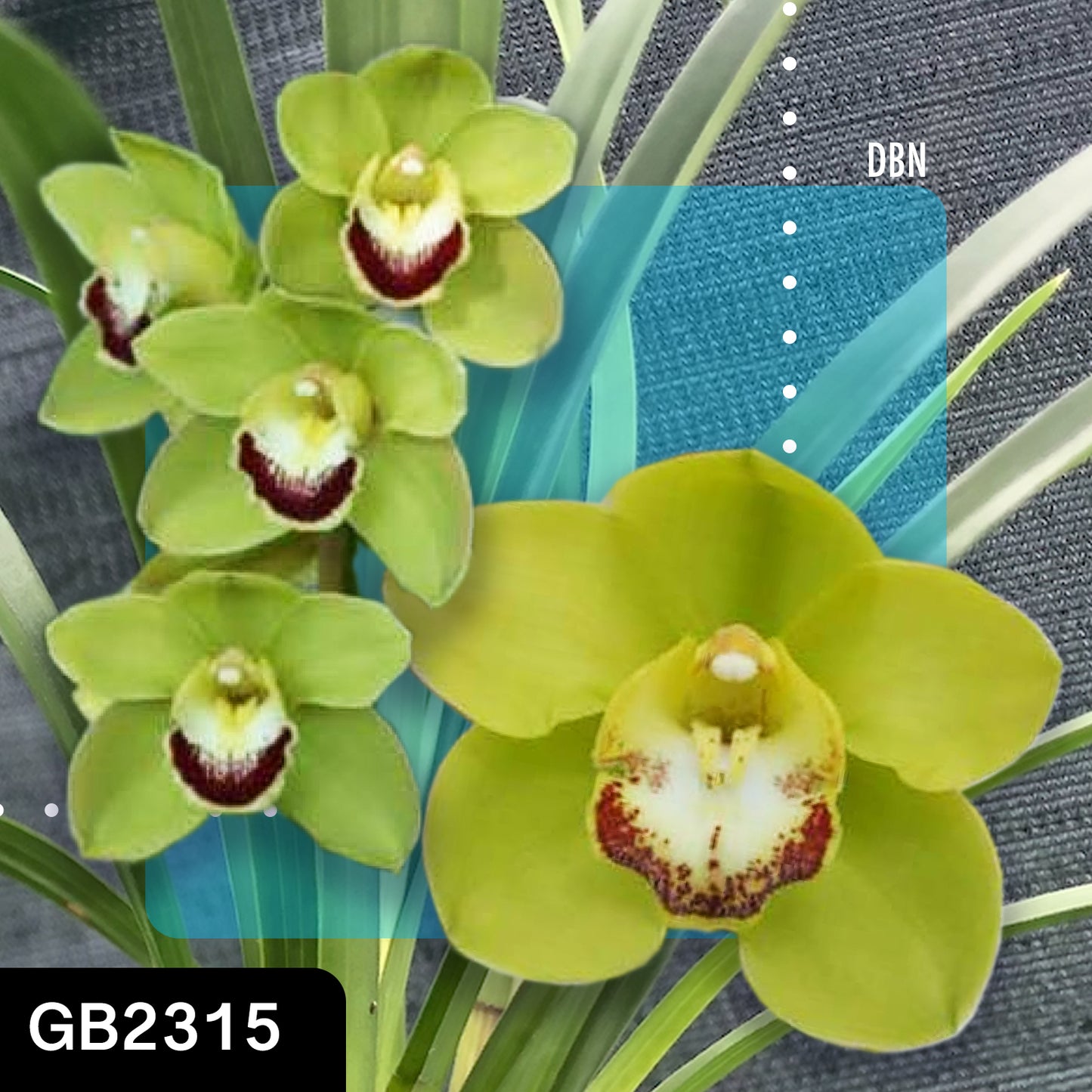 Cymbidium hybrid - Orchid - Greg Bryant Crosses 68mm Pot Seedlings 2nd Growth