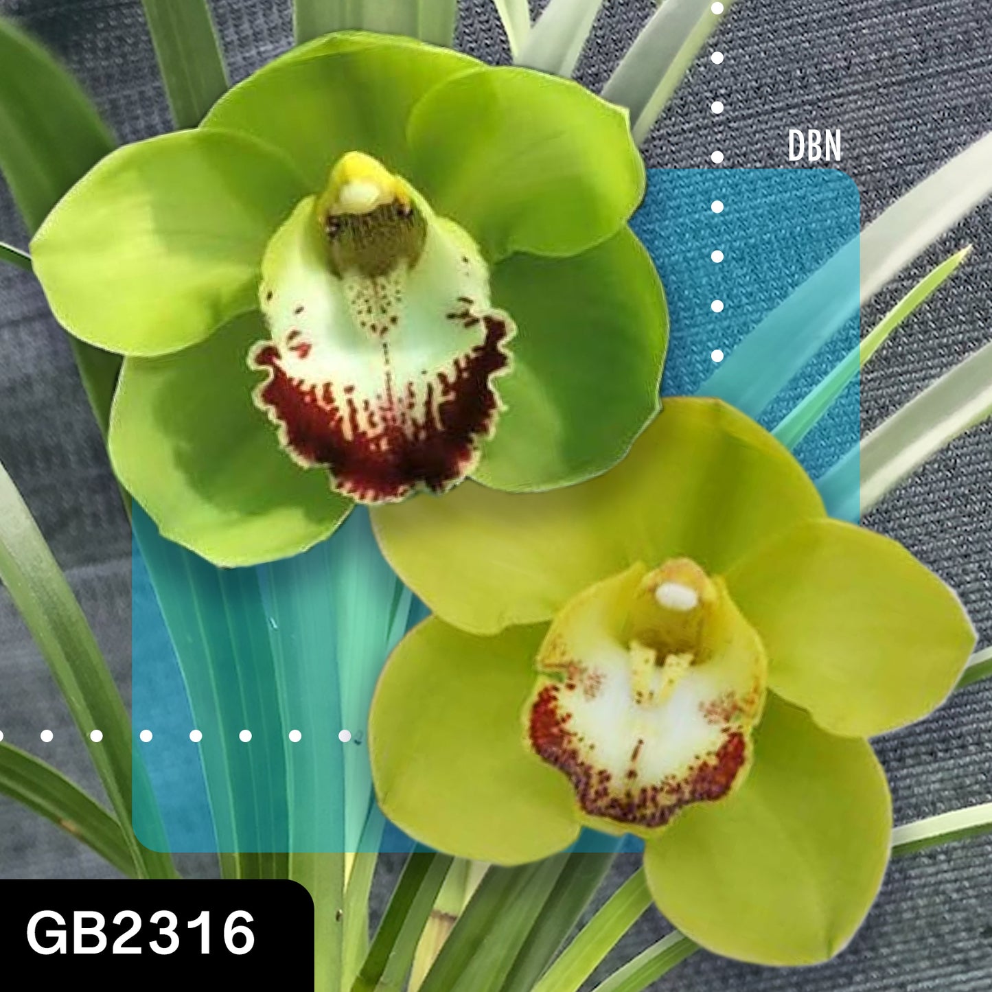 Cymbidium hybrid - Orchid - Greg Bryant Crosses 68mm Pot Seedlings 2nd Growth