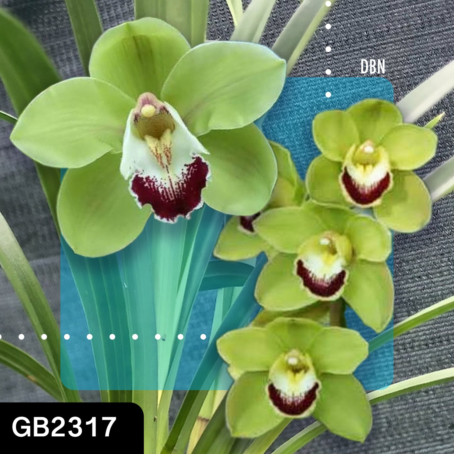Cymbidium hybrid - Orchid - Greg Bryant Crosses 68mm Pot Seedlings 2nd Growth