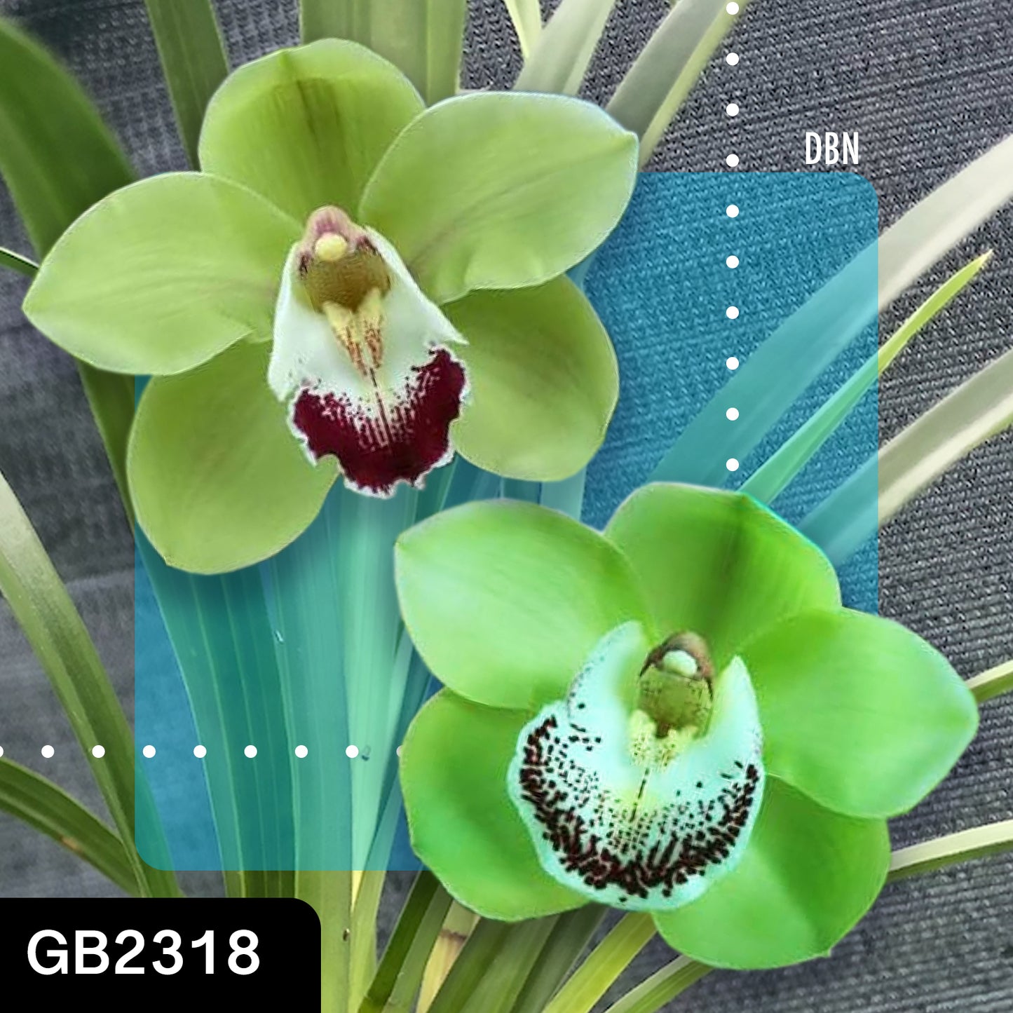Cymbidium hybrid - Orchid - Greg Bryant Crosses 68mm Pot Seedlings 2nd Growth