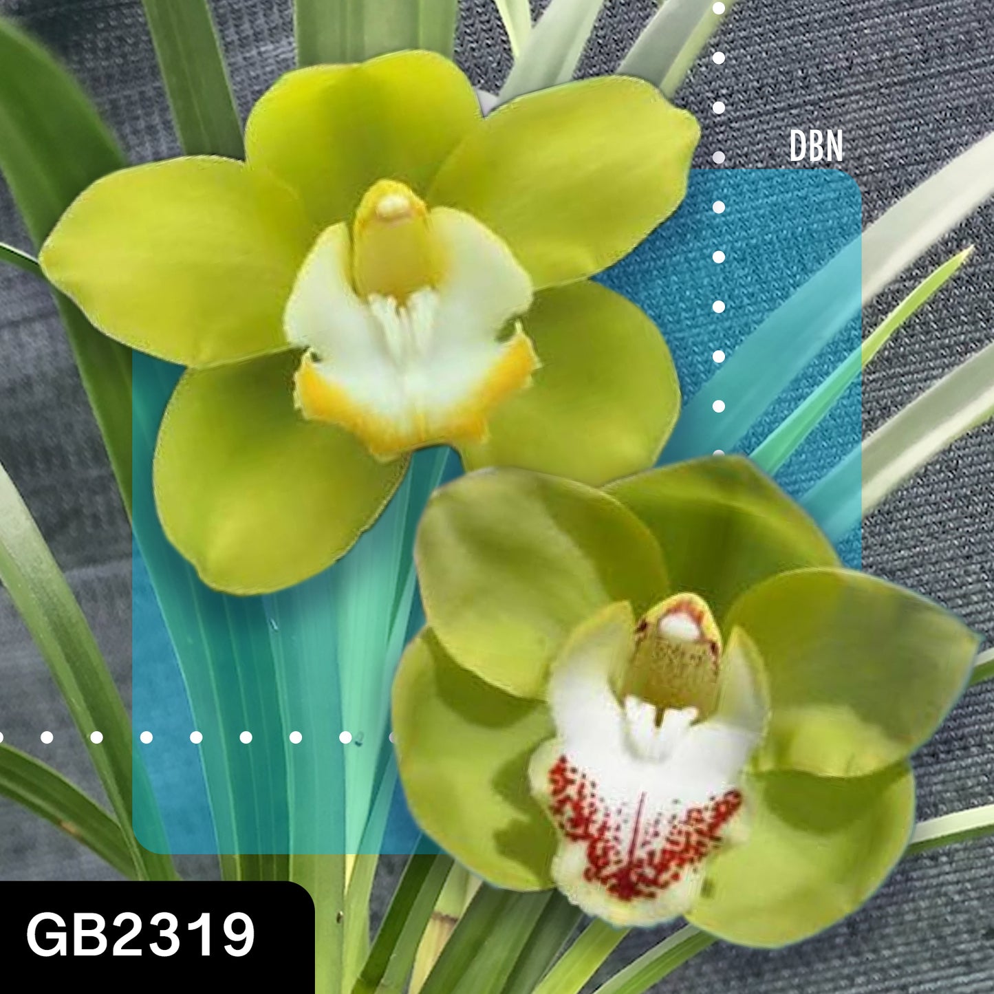 Cymbidium hybrid - Orchid - Greg Bryant Crosses 68mm Pot Seedlings 2nd Growth