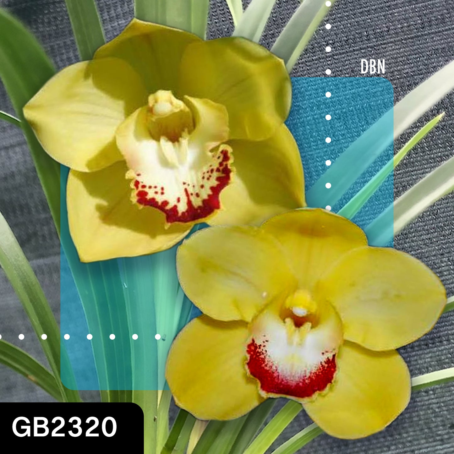 Cymbidium hybrid - Orchid - Greg Bryant Crosses 68mm Pot Seedlings 2nd Growth
