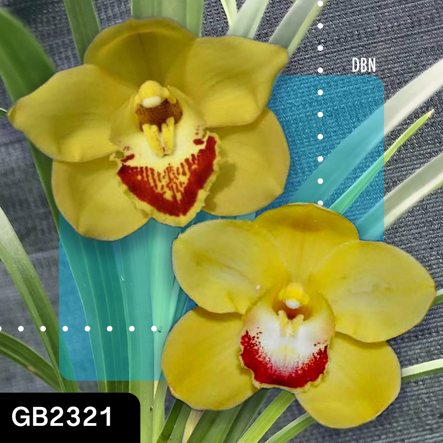 Cymbidium hybrid - Orchid - Greg Bryant Crosses 68mm Pot Seedlings 2nd Growth