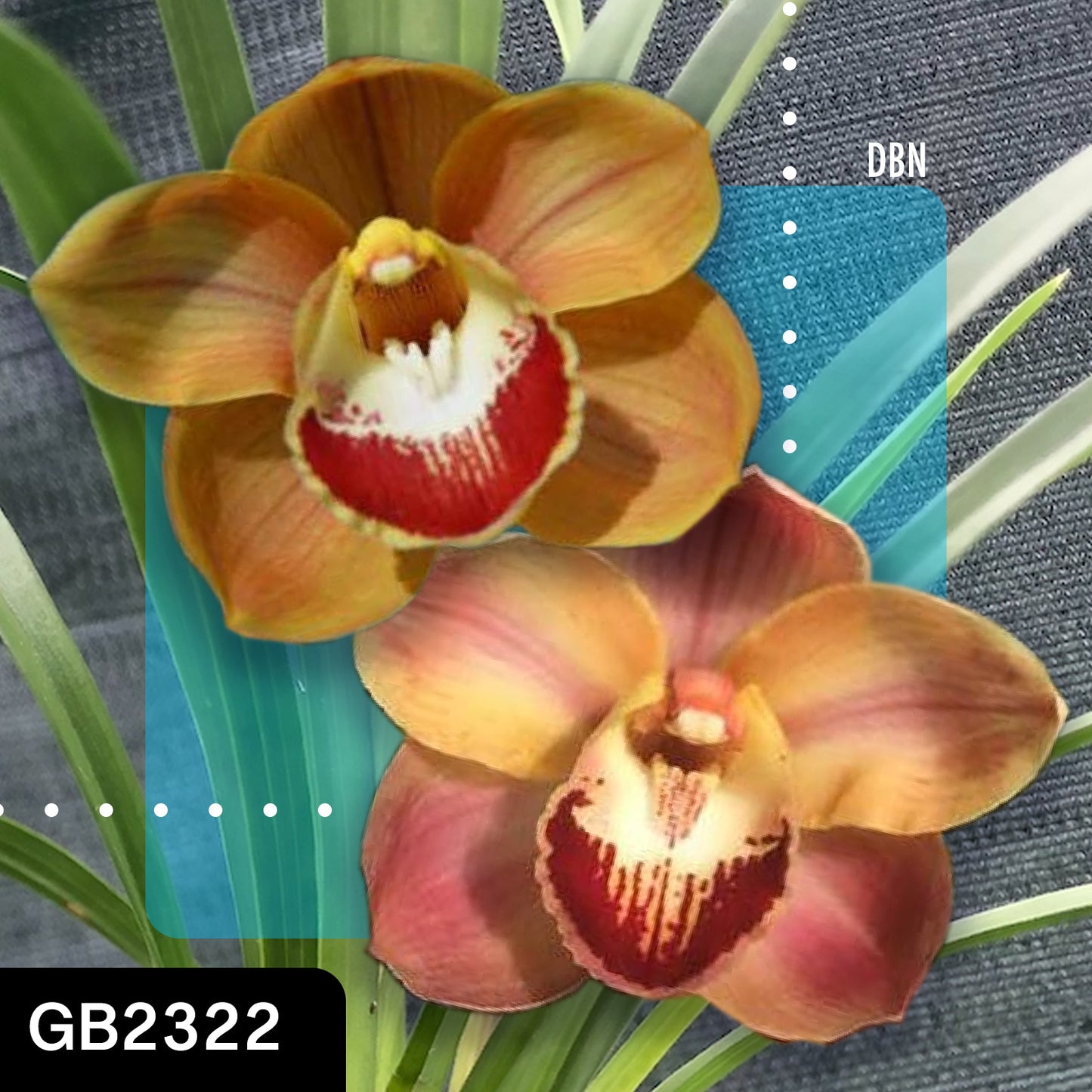 Cymbidium hybrid - Orchid - Greg Bryant Crosses 68mm Pot Seedlings 2nd Growth