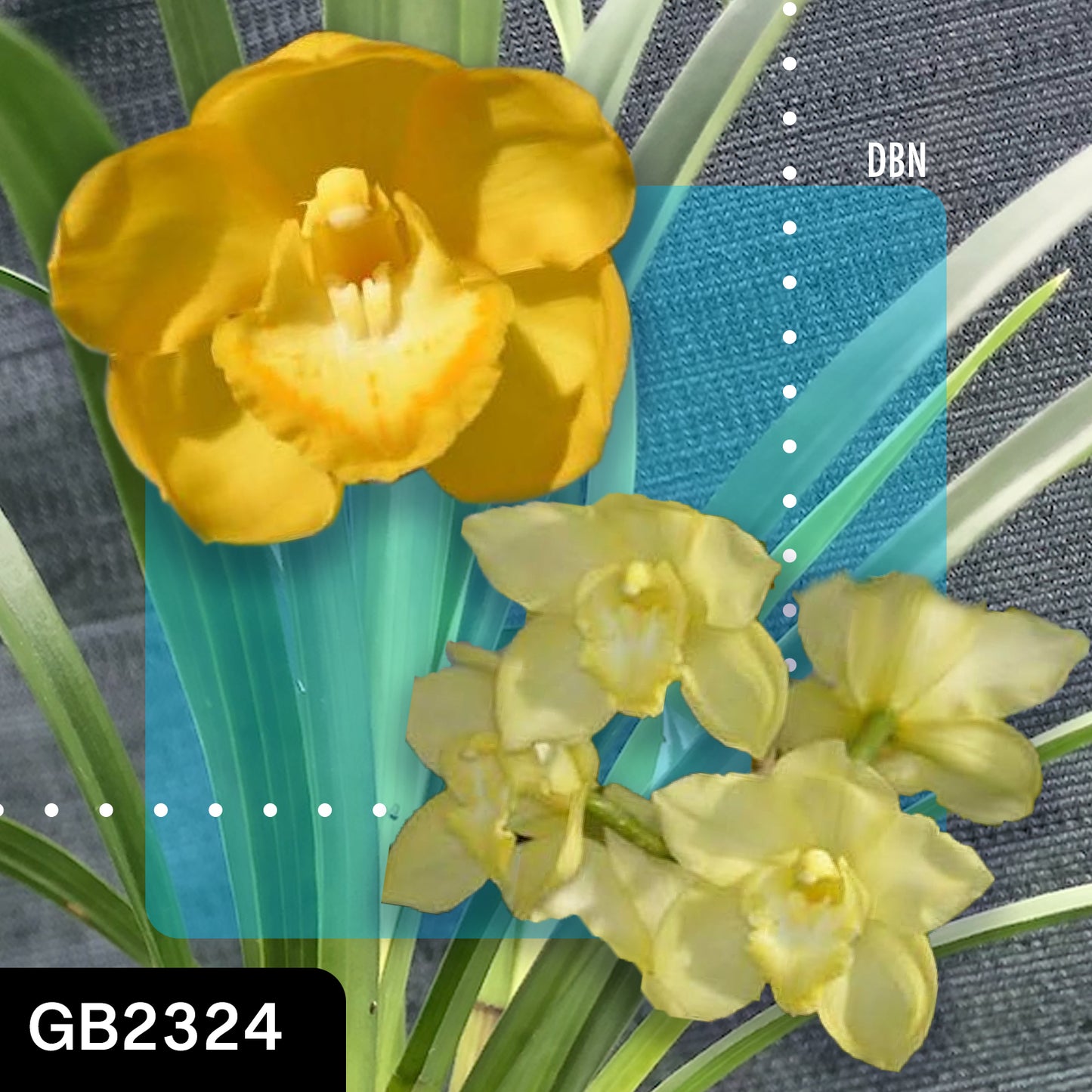 Cymbidium hybrid - Orchid - Greg Bryant Crosses 68mm Pot Seedlings 2nd Growth