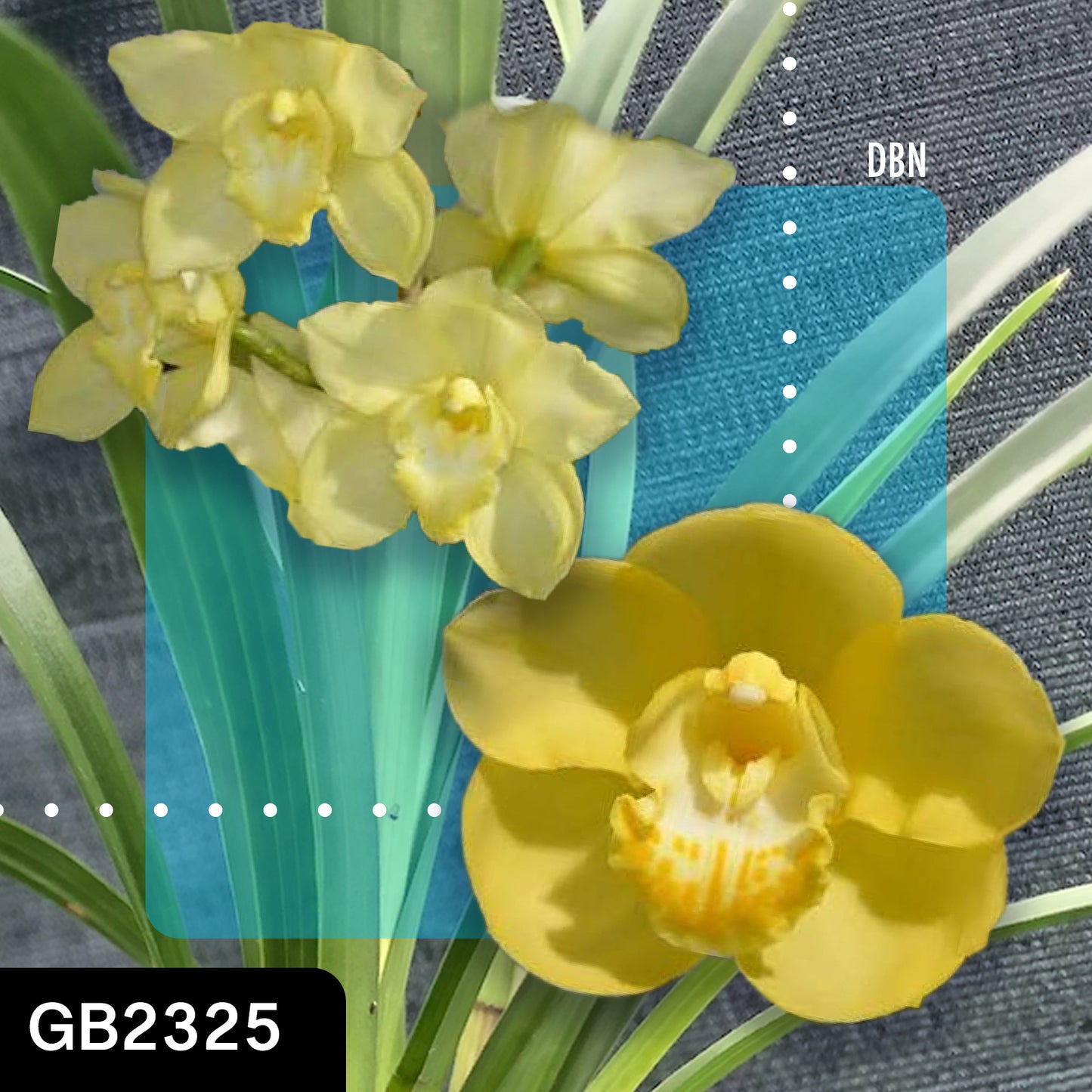 Cymbidium hybrid - Orchid - Greg Bryant Crosses 68mm Pot Seedlings 2nd Growth