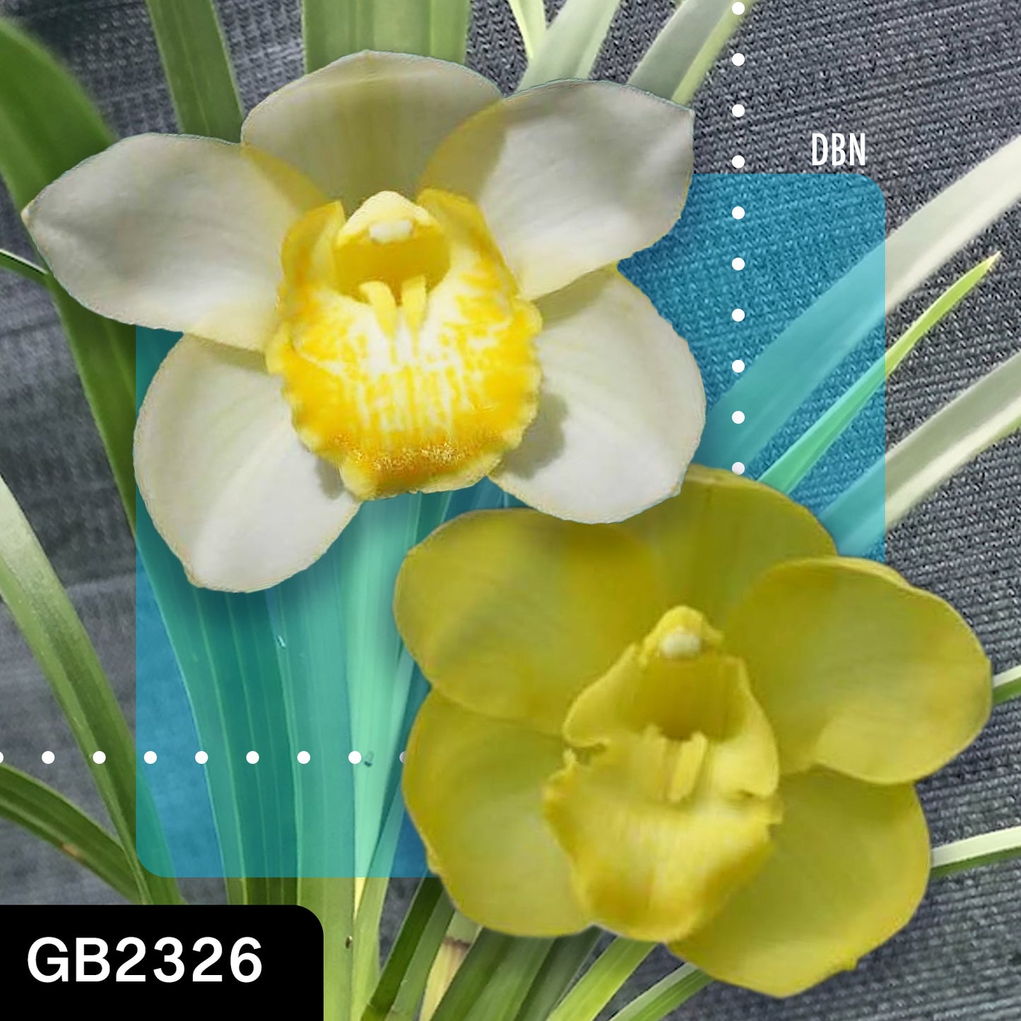Cymbidium hybrid - Orchid - Greg Bryant Crosses 68mm Pot Seedlings 2nd Growth