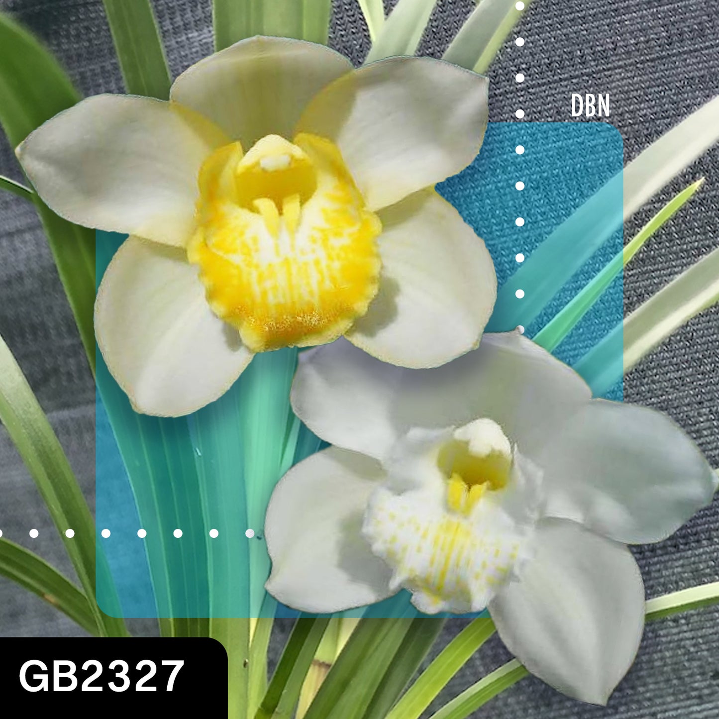 Cymbidium hybrid - Orchid - Greg Bryant Crosses 68mm Pot Seedlings 2nd Growth