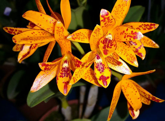 Guarianthe aurantiaca (Cattleya aurantiaca) - species - orchid