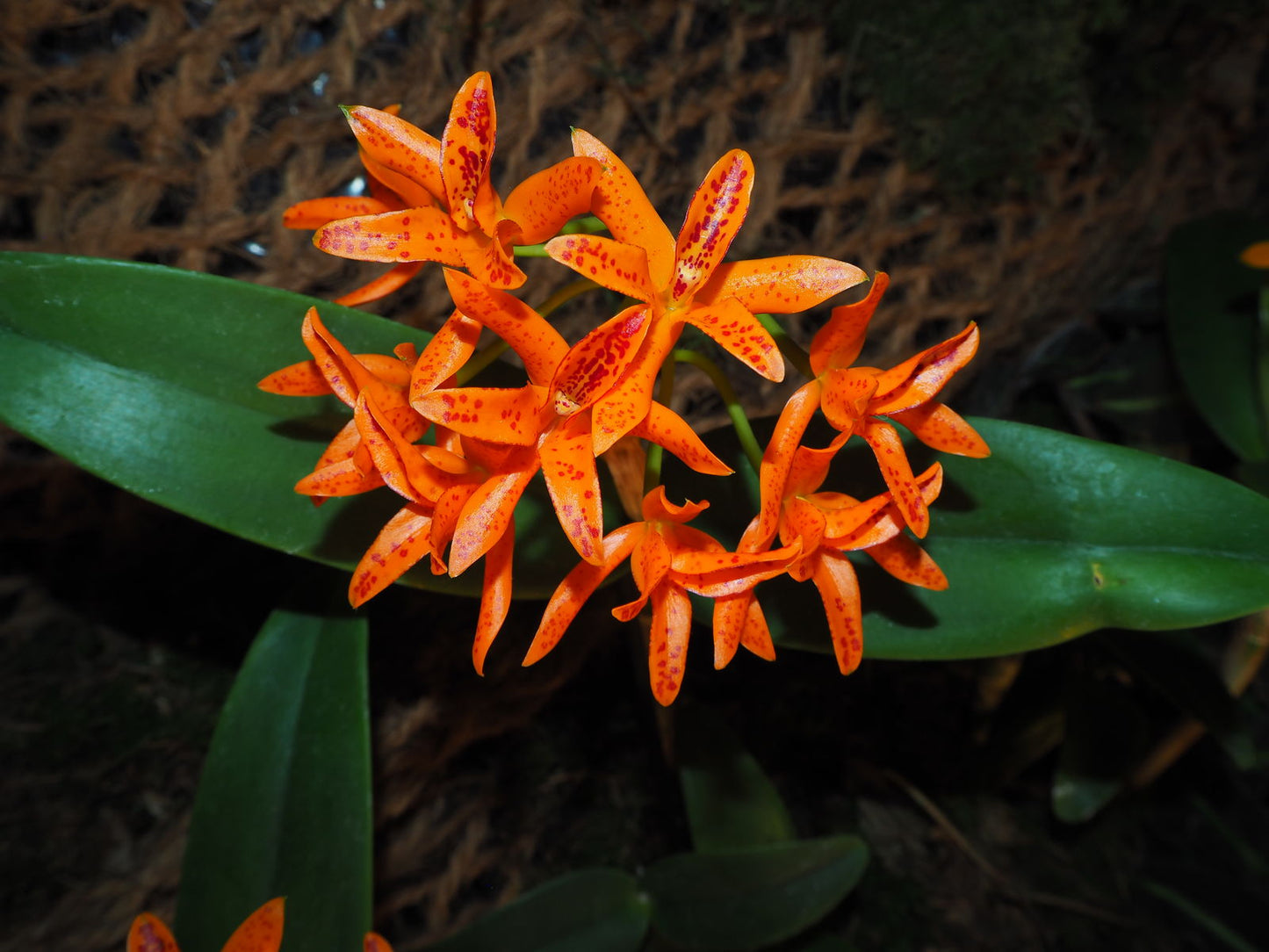 Guarianthe aurantiaca - species - orchid