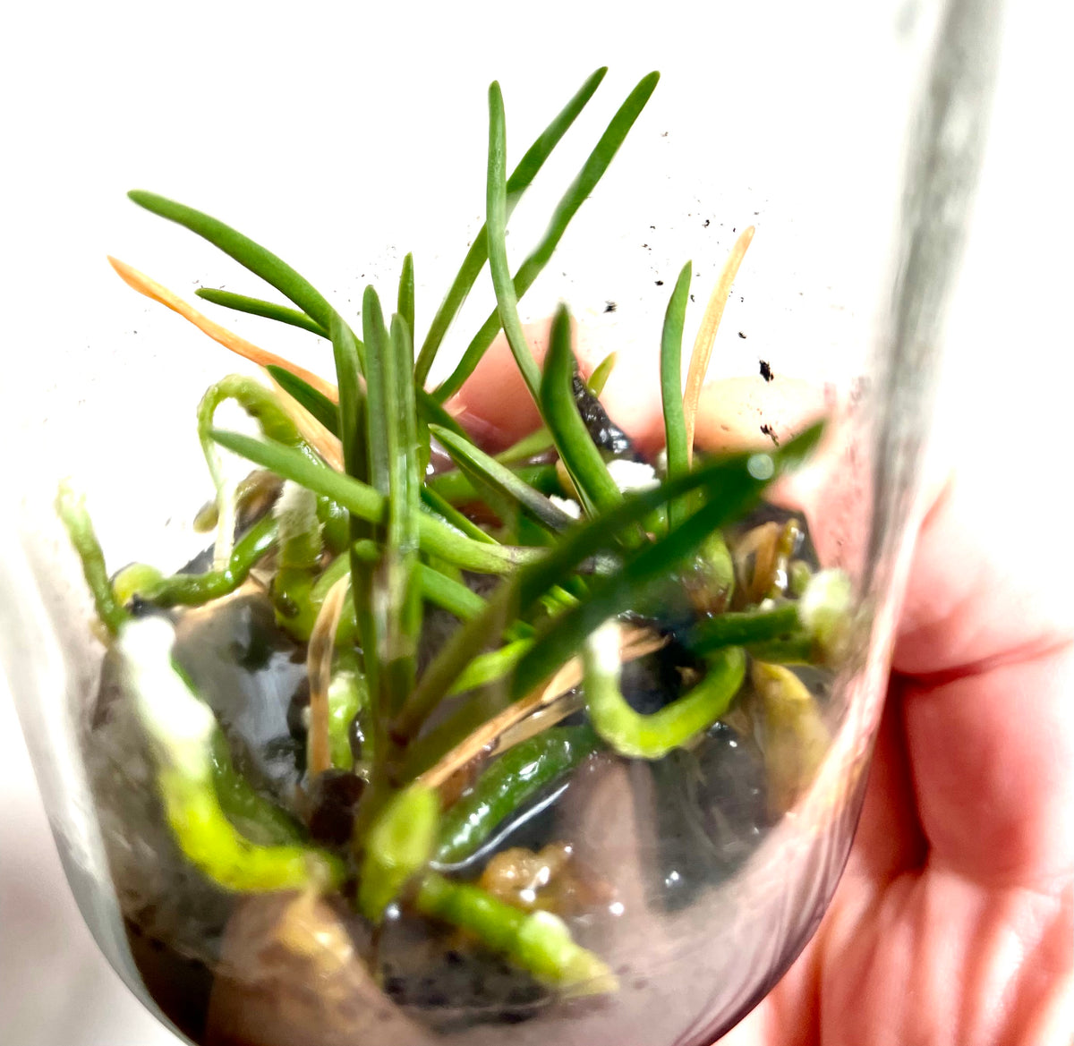 Holcoglossum flavescens micro hobby flask of 3 plants available for sale in Australia 