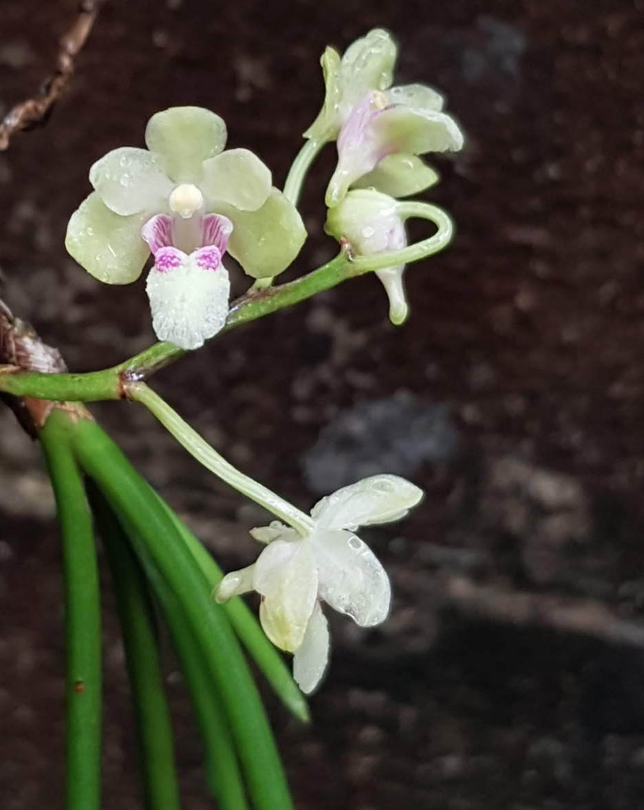 Holcoglossum phongii - species - orchid