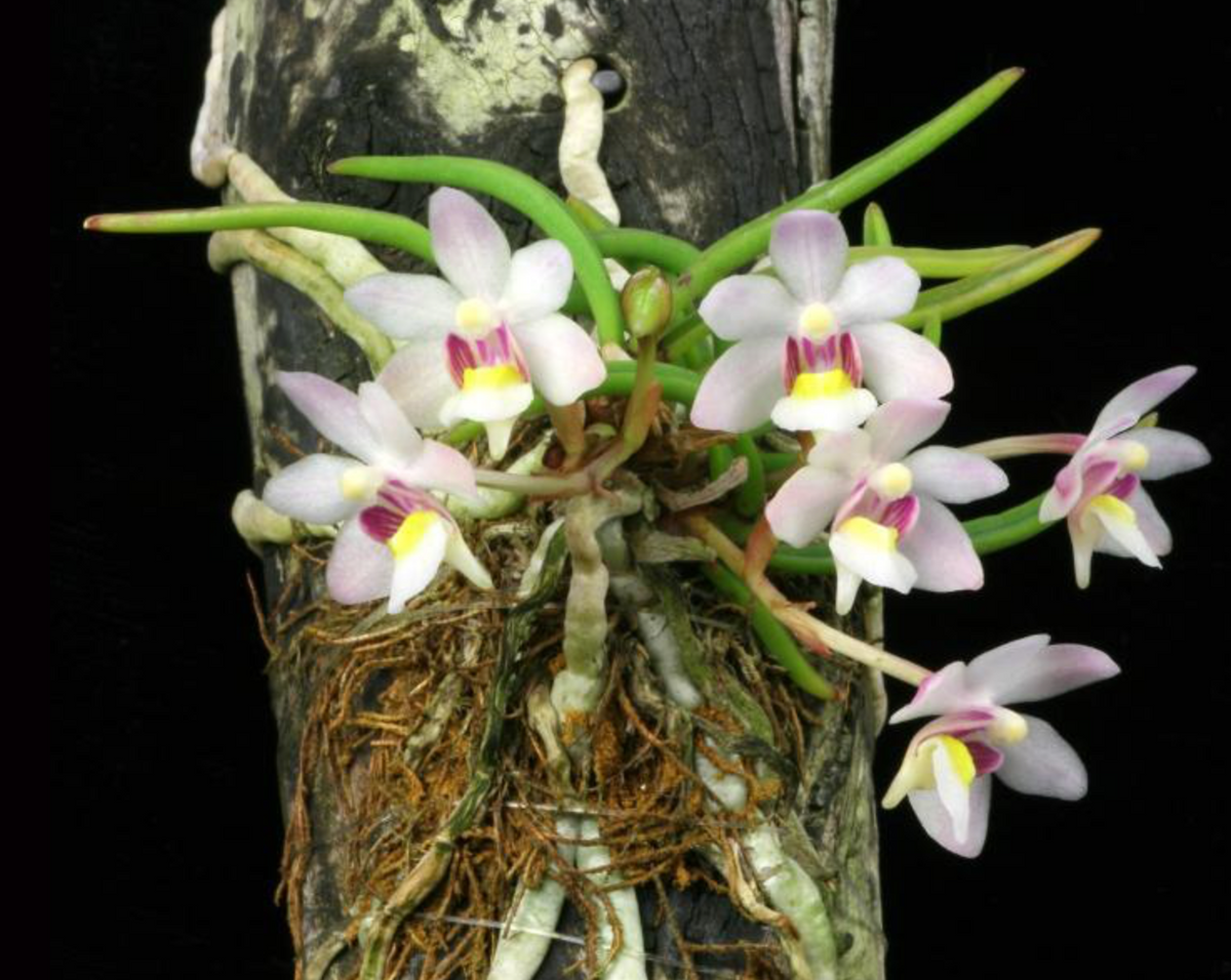 Holcoglossum flavescens - species - orchid