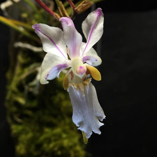 Holcoglossum quasipinifolium - species - orchid