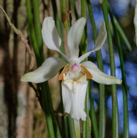 Holcoglossum quasipinifolium - species - orchid