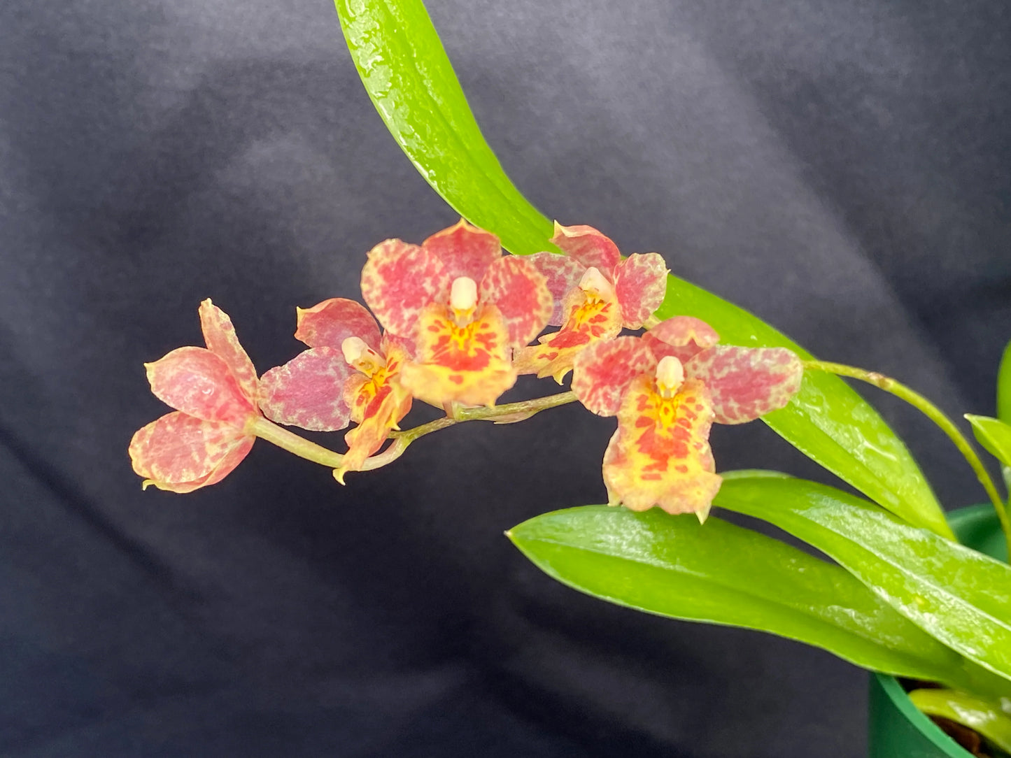 # Howeara Lava Burst 'Pacific Sunrise' - hybrid - orchid