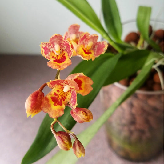 # Howeara Lava Burst 'Pacific Sunrise' - hybrid - orchid