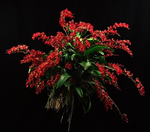 # Howeara Lava Burst ‘Puanani’ AM/AOS - hybrid - orchid