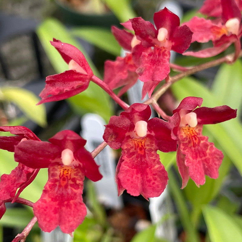 # Howeara Lava Burst ‘Puanani’ AM/AOS - hybrid - orchid