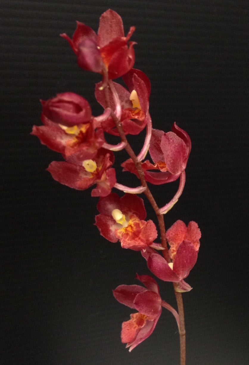 # Howeara Lava Burst ‘Puanani’ AM/AOS - hybrid - orchid