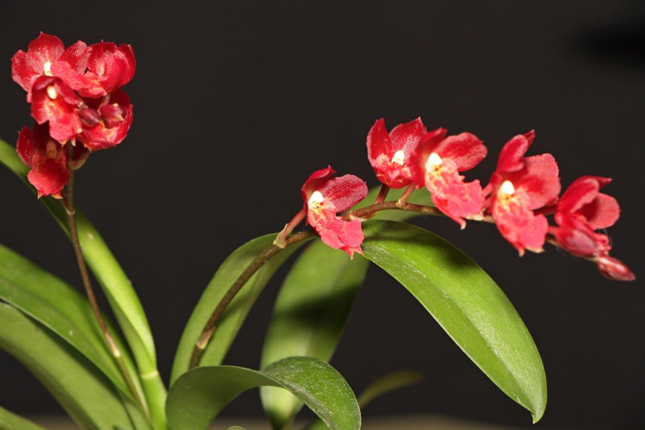 # Howeara Lava Burst ‘Puanani’ AM/AOS - hybrid - orchid