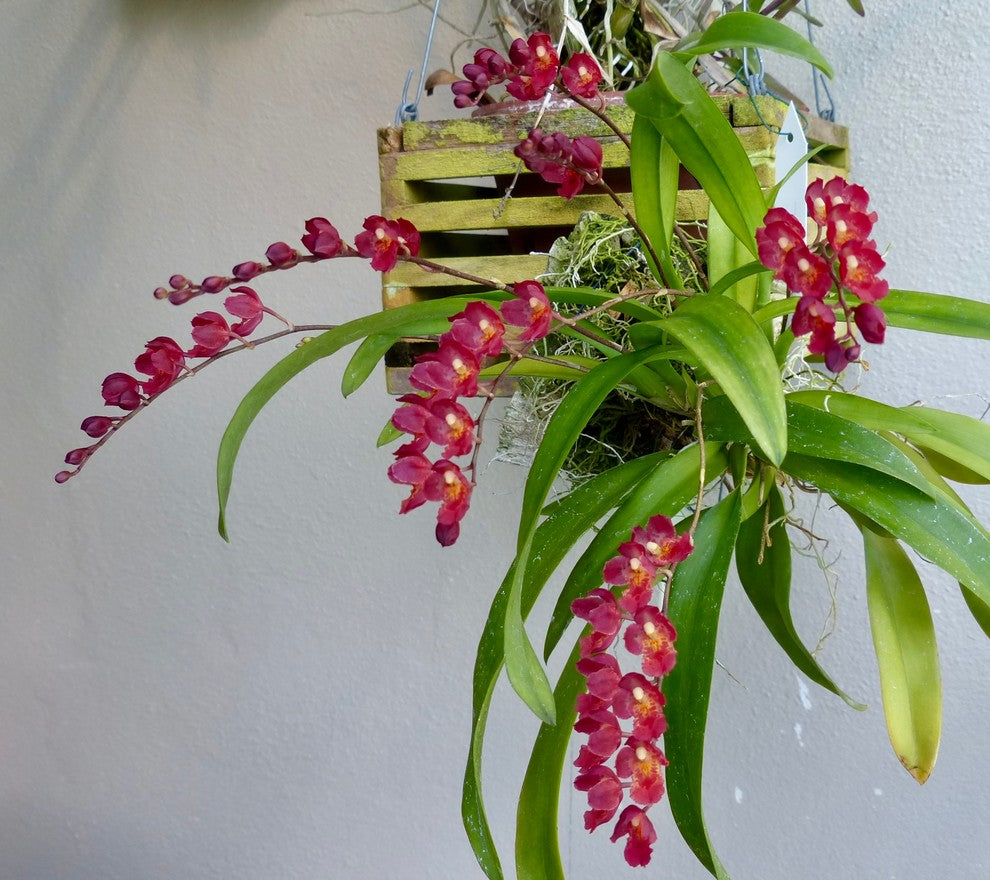 # Howeara Lava Burst ‘Puanani’ AM/AOS - hybrid - orchid