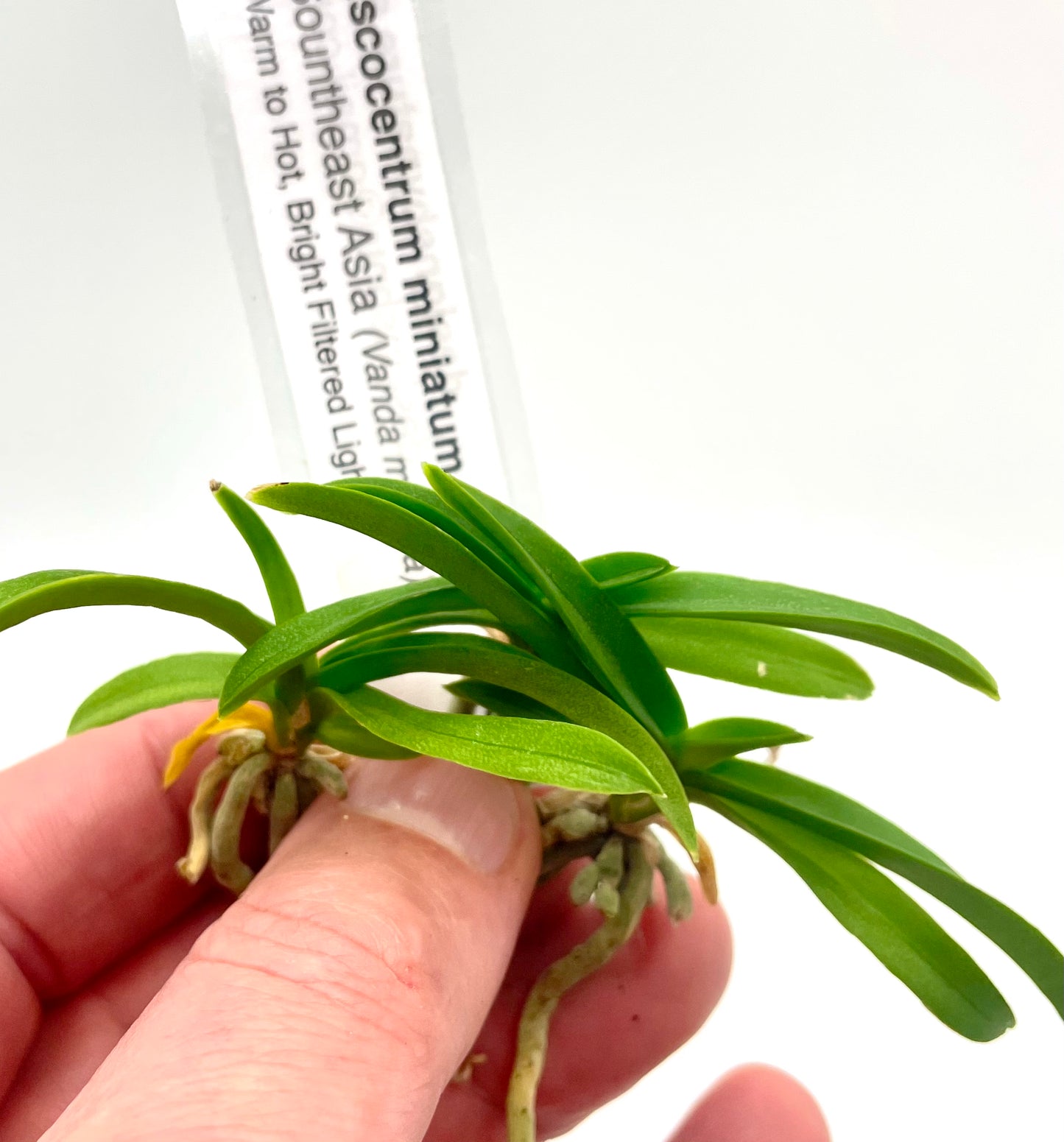 Ascocentrum miniatum (Vanda miniata) - species - orchid