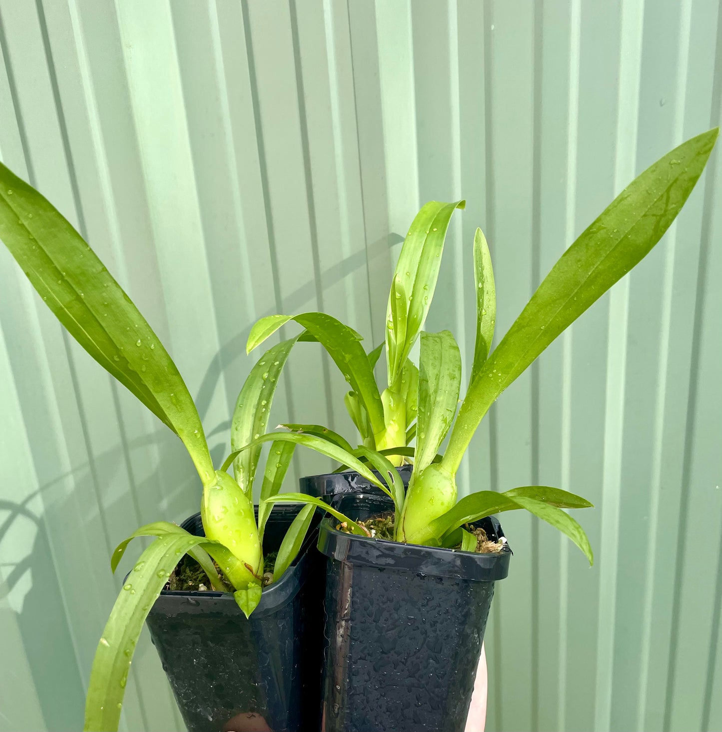 Miltassia Charles M Fitch ‘Izumi' - hybrid - orchid