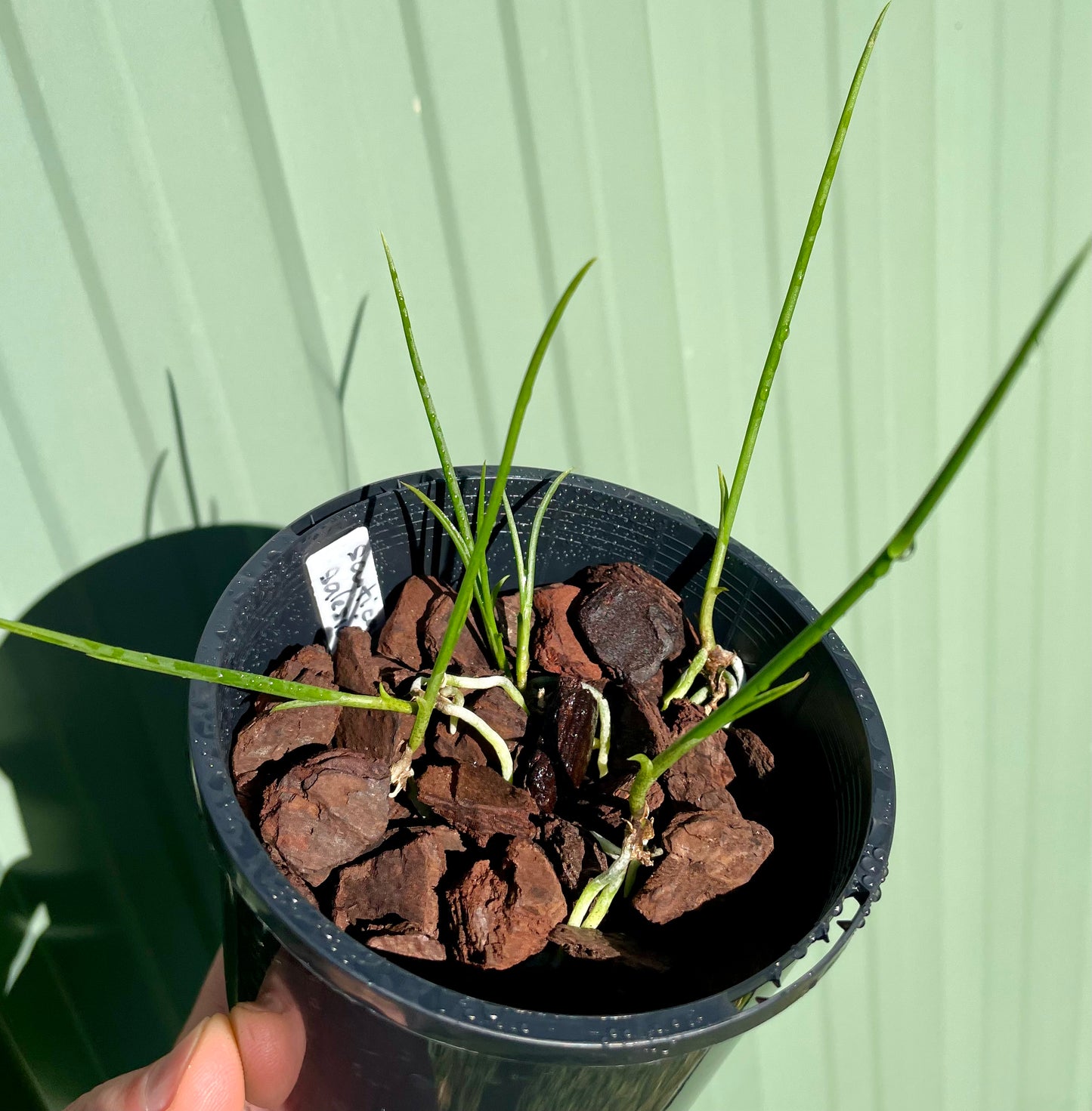 Scuticaria salesiana (Bifrenaria salesiana) - species - orchid