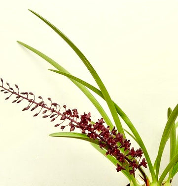 Cymbidium Little Black Sambo ‘Black Magic’ AM/AOS - hybrid - orchid