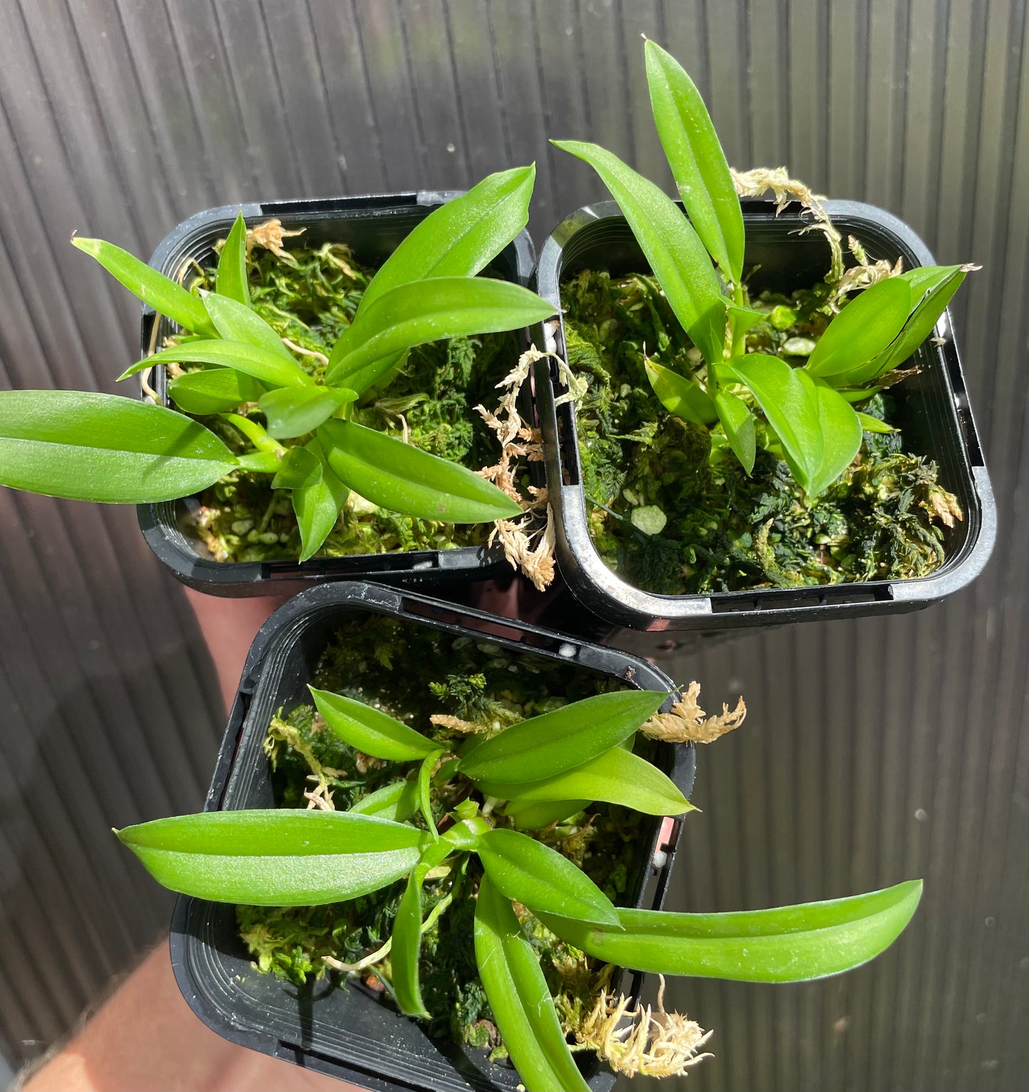 # Howeara Lava Burst 'Pacific Sunrise' - hybrid - orchid