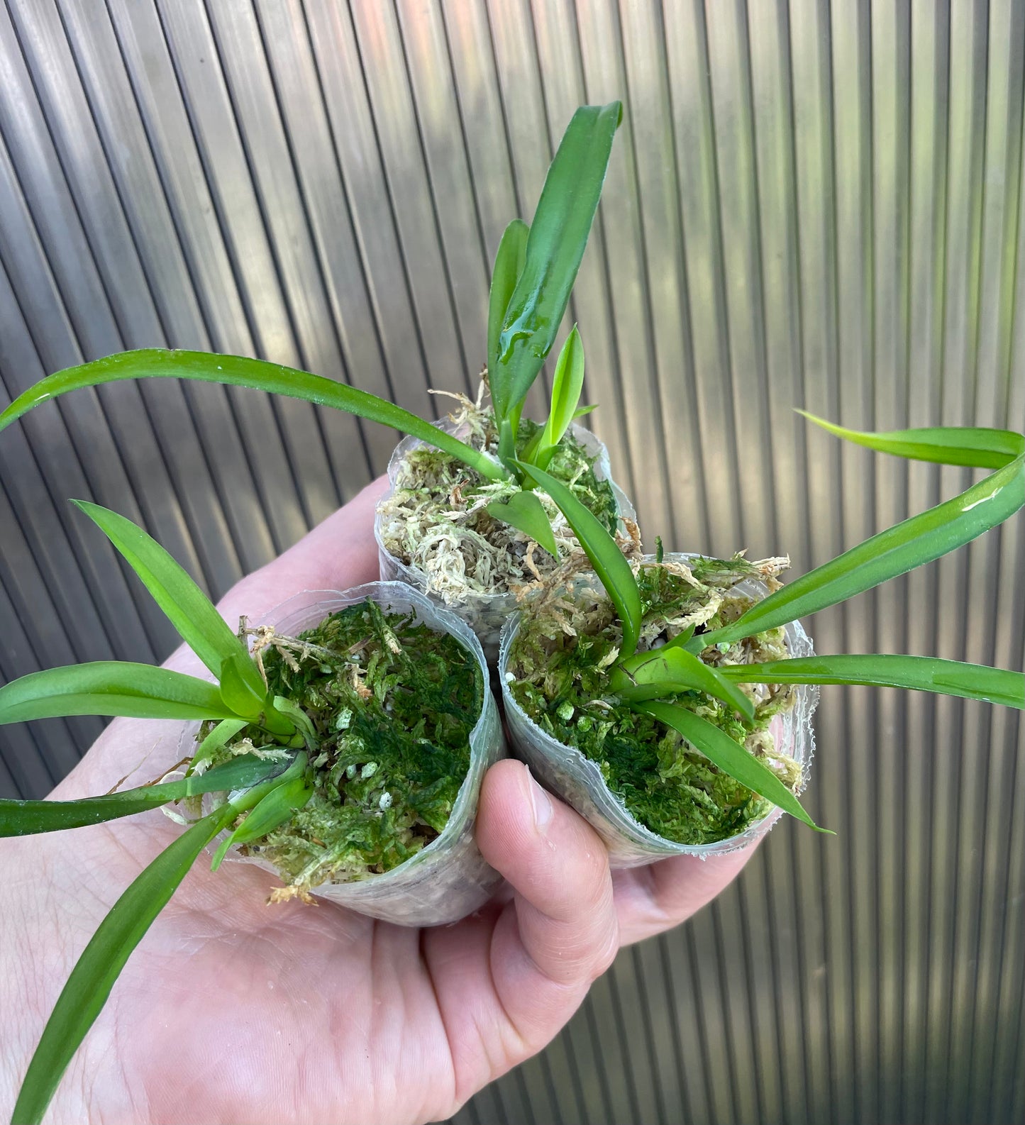 # Howeara Lava Burst ‘Puanani’ AM/AOS - hybrid - orchid