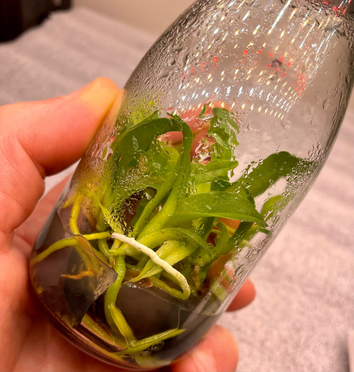 # Rhyncholaeliocattleya Nakornchaisri Delight #2- hybrid - orchid