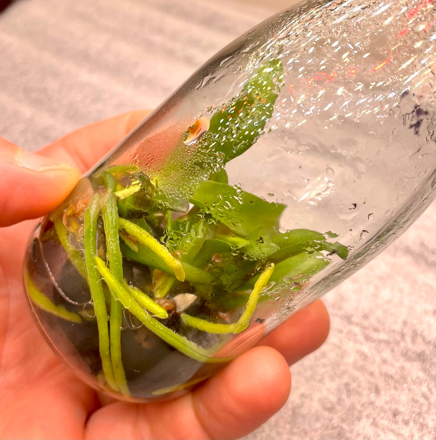 # Rhyncholaeliocattleya Myanmar Sunset - hybrid - orchid