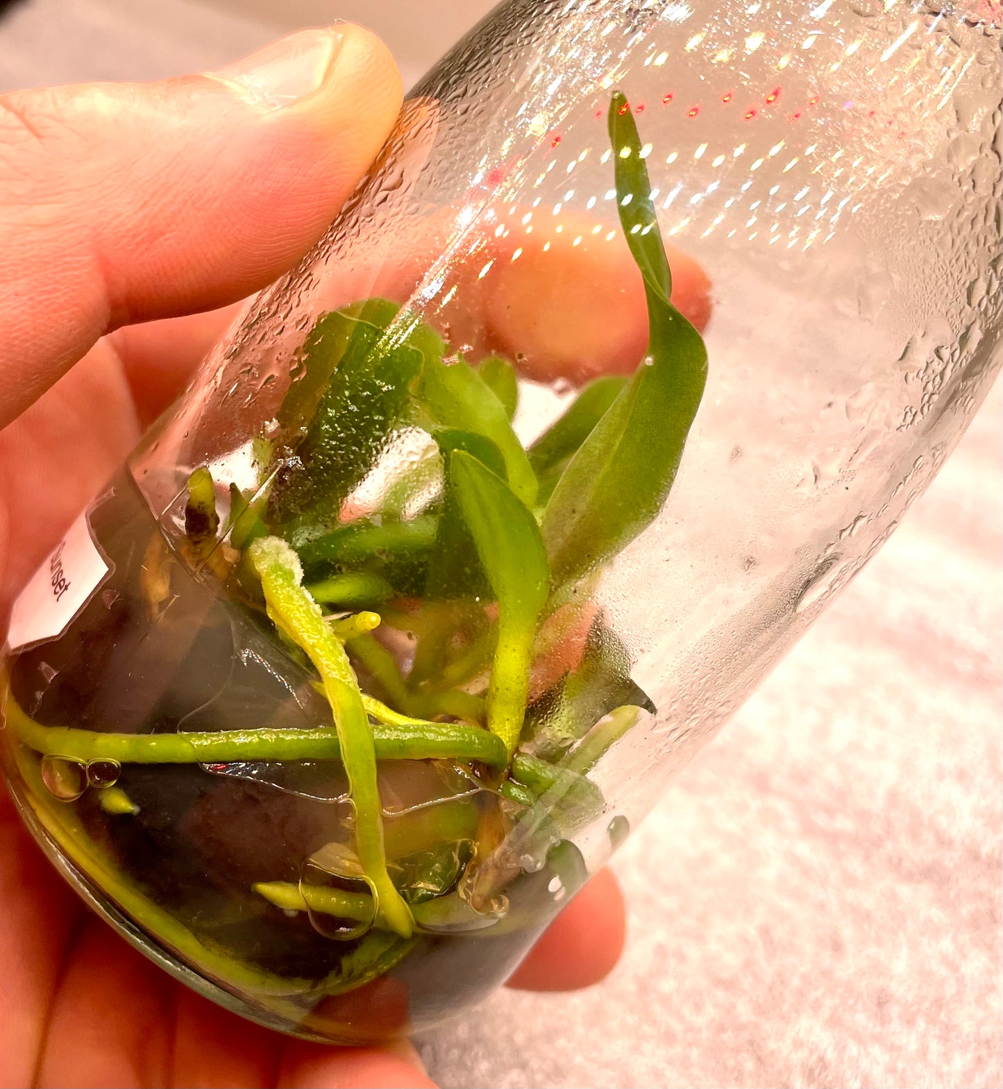 # Rhyncholaeliocattleya Myanmar Sunset - hybrid - orchid