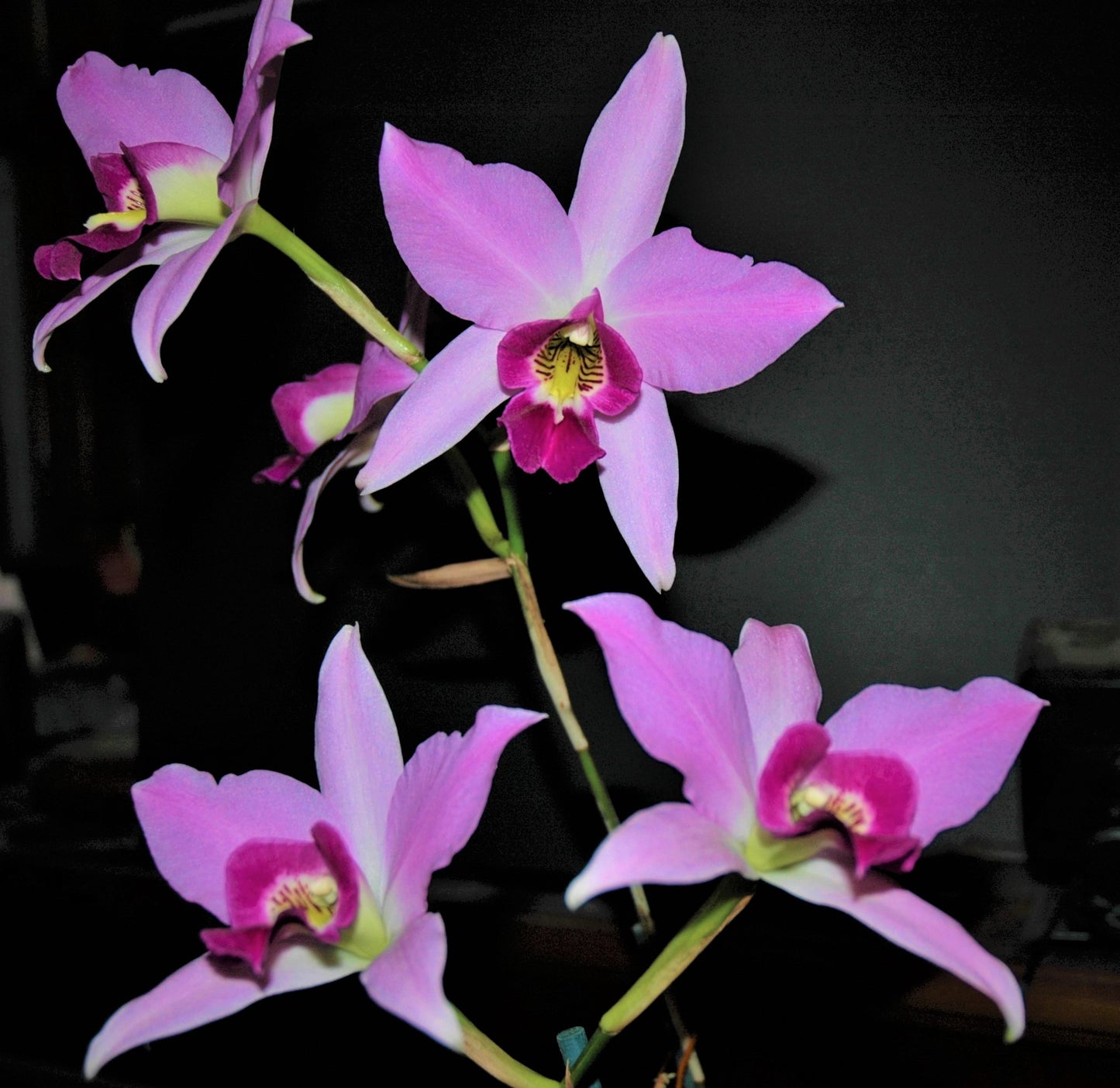 Laelia anceps (Cattleya anceps) - species - orchid
