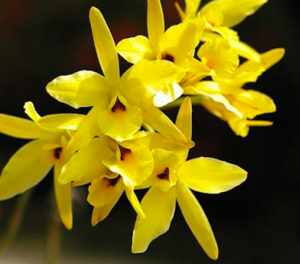 Laelia-aurea minii hobby flask available for purchase in Australia