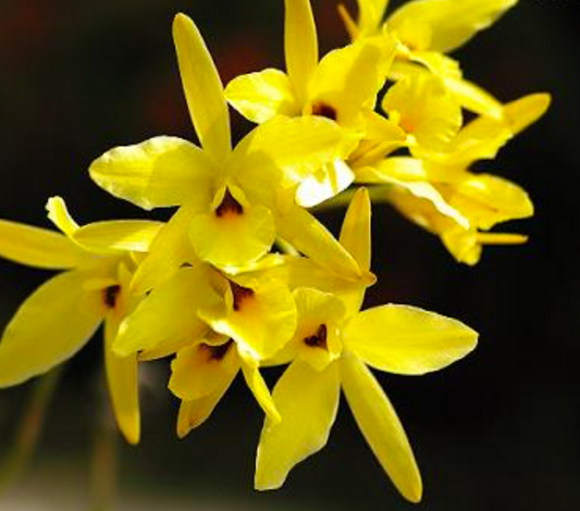 Laelia-aurea minii hobby flask available for purchase in Australia