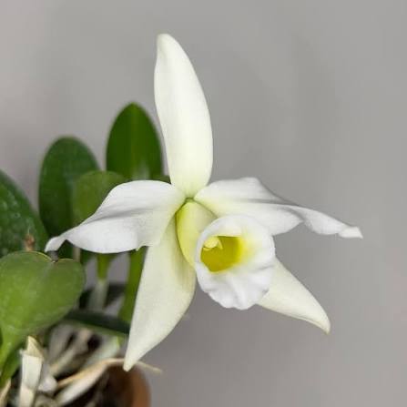Laelia praestans orchid flower, white with pale yellow center