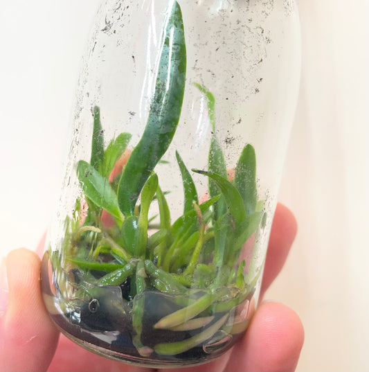 Laelia aurea-rubescens var. aurea micro hobby flask 5 plants for sale in Australia