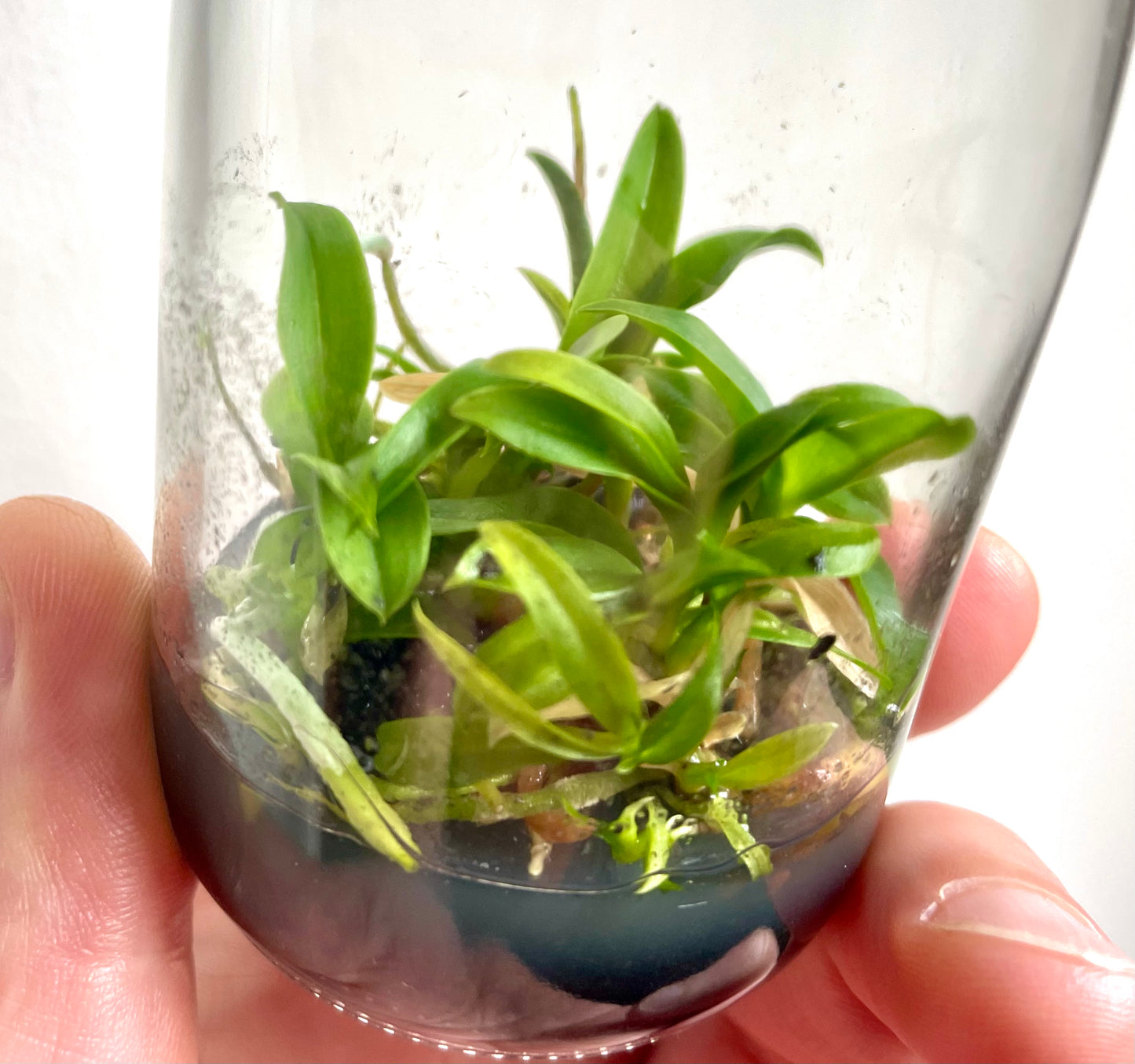 Laelia praestans f. alba micro hobby flask available for sale australia