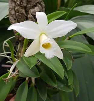 Laelia praestans f alba for sale in Australia