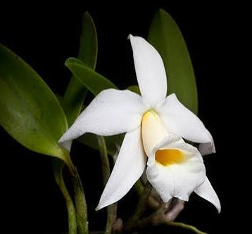 Laelia praestans f alba for sale in Australia